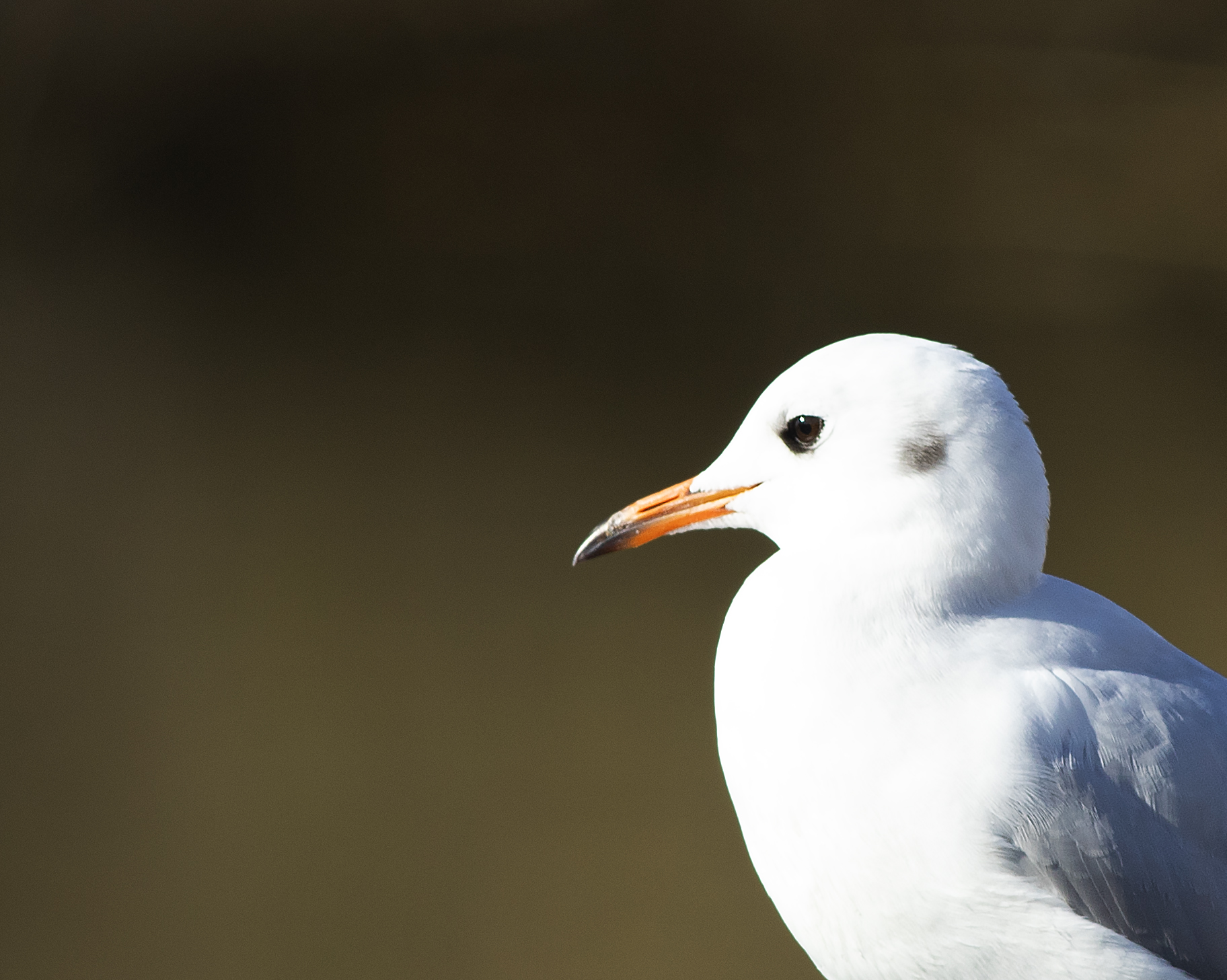 Black-headed Gull